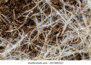 Roots of pumpkin sprouts in coco peat