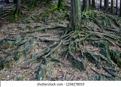 Roots Of A Redwood Tree