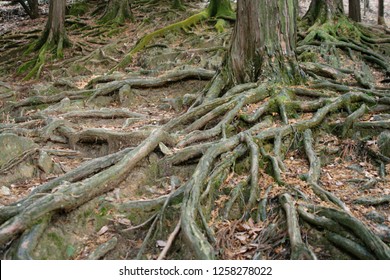 Roots Of A Redwood Tree