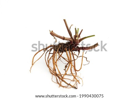 Roots and rhizome of wood avens (Geum urbanum) isolated on white. Stock photo © 