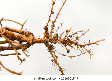 Roots With Root Modules From Legume Plant. 