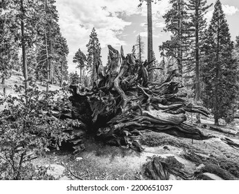 The Roots Of A Sequoia That Fell Over 200 Years Ago During A Heavy Rainstorm.