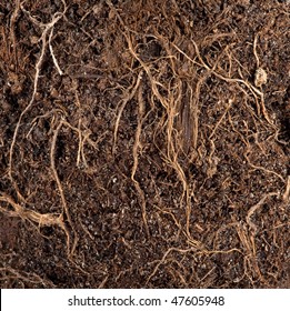 Roots in a soil background