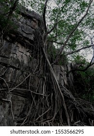 Roots And Stones At The Kimberley WA