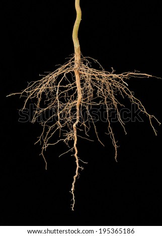 Roots tree