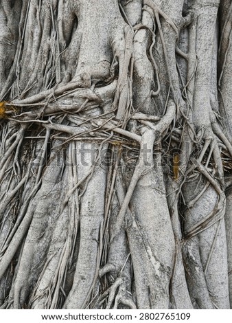 roots and roots of the tree