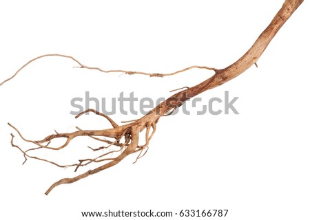 Roots tree