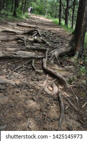 Roots Of Tree Along Yellow Rock Trail In Devil's Den State Park Arkansas USA