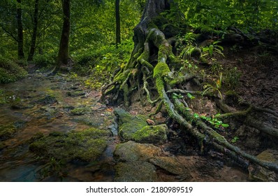 The Roots Of The Tree In The Cherokee Park