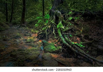 The Roots Of The Tree In The Cherokee Park