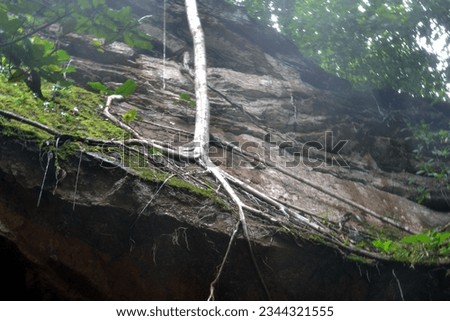 Roots of a tree embedded in a rock formation located in the region of Jalapão, Tocantins, Brazil.