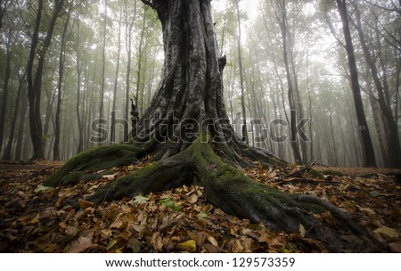 roots of a tree in a foggy forest