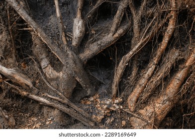 The roots of a tree in the forest, close-up.