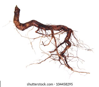 Roots Tree Isolated On A White Background