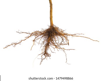 Roots of tree isolated on white background, roots plant