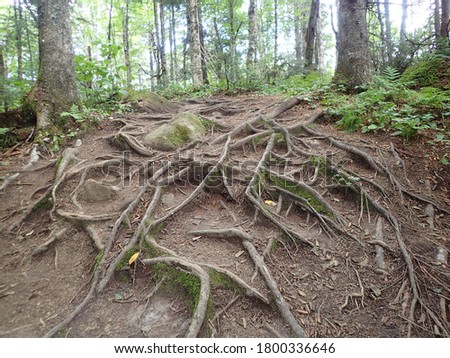 The roots of a tree on eroding soil