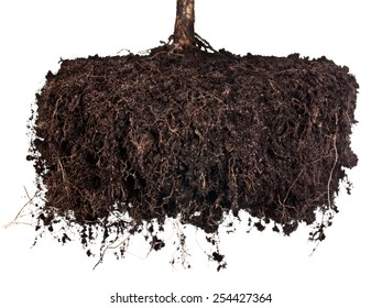 Roots of a tree on a white background. Elements for your design