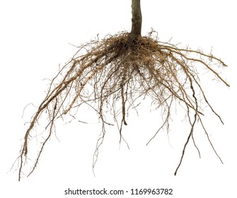 3,802 Plant root hair Images, Stock Photos & Vectors | Shutterstock