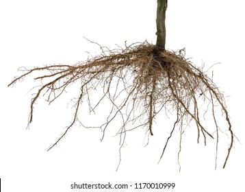 8,626 Bare Roots Images, Stock Photos & Vectors | Shutterstock