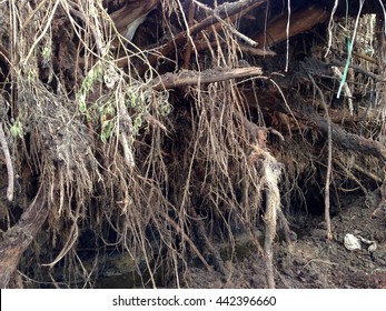 A roots of tree under ground - Shutterstock ID 442396660