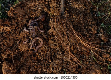 Roots Of Tree And Worms On Soil.