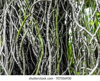 The roots of trees.