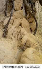 Roots Of Trees Inside Of A Gully Landform Formed In Loess Rocks