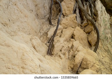 Roots Of Trees Inside Of A Gully Landform Formed In Loess Rocks