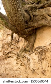 Roots Of Trees Inside Of A Gully Landform Formed In Loess Rocks