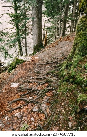 Roots of trees on the hiking trail along the slope. Biogradska Gora, Montenegro