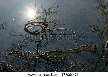 The roots of trees in the water. reflection of tree branches, the sun and its rays in the dark water of the lake.