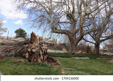Roots and trunk of a large tree that fell due to strong winds and a 5.7 magnitude earthquake near Salt Lake City Utah 18 March  during the Covid-19 pandemic