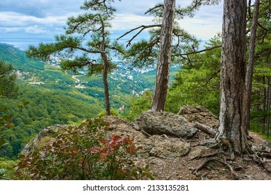 The Roots And Trunks Of Pine Trees On The Rock At The Edge Of The Cliff. Botkin Trail, View From The Mountain To Yalta.