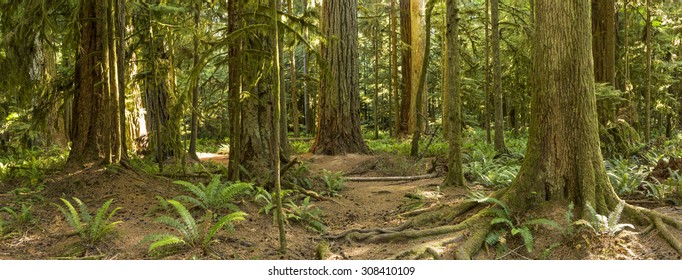 The roots and trunks of some very large red cedar and Douglas Fir trees in Cathedral Grove, MacMillan Provincial Park, Vancouver Island, BC