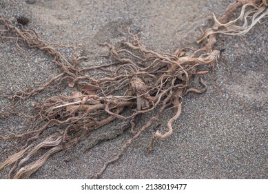 Roots Of A Very Old Tree