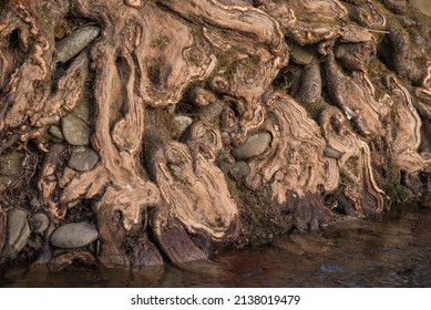 Roots Of A Very Old Tree