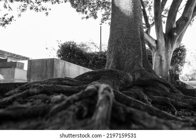 Roots From A Very Old Tree