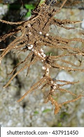 Roots Of Vicia Faba (Broad Bean) Showing Nodules With Nitrogen Fixing Bacteria From The Genus Rhizobium