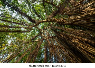 The Roots Of The Weeping Fig Tree.