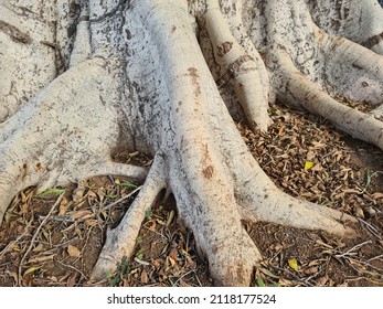 Roots Of A Weeping Fig Tree On Tenerife