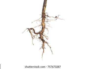 roots of young plant isolated on white background