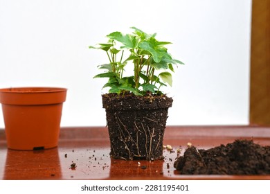 Roots, young shoots of Hedera Helix potted flower, land for transplanting. Greenery at home on a windowsill. Diseases. Aging, wilting. Houseplant care. Gardening and floristry as a hobby. Urban jungle