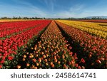 Roozengaarde Tulip Field Skagit Valley