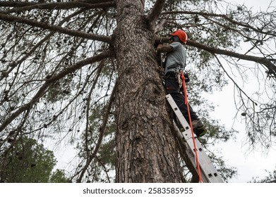Rope access technician pruning branches of a tall pine tree using a ladder