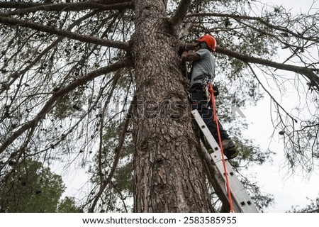 Rope access technician pruning branches of a tall pine tree using a ladder