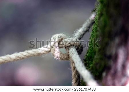 Rope around tree trunk, rope with knot around tree.