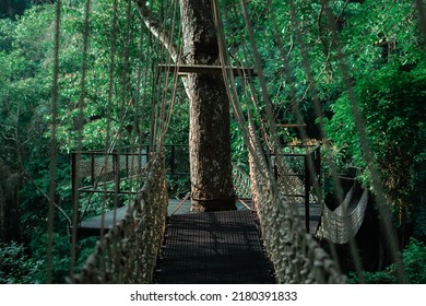 Rope Bridge In The Middle Of Jungle