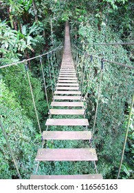        	 Rope Bridge On High Forest Tree , Chiang Mai, Thailand