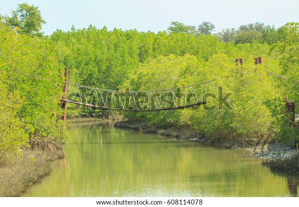 Rope bridge over mangrove forest, Rope bridge in\
National Park, Thailand