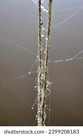 rope cloesup autmn spider macro